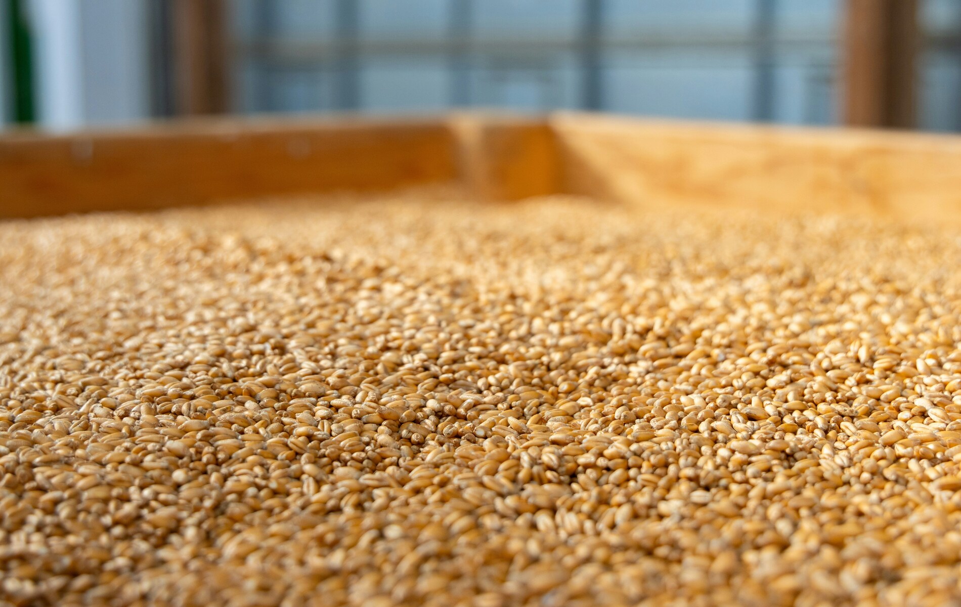 grain-processing